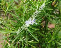 Rosmarinus officinalis L.