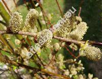 Salix caprea L. 'Pendula'
