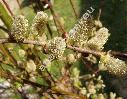 Salix caprea L. 'Pendula'