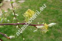 Salix caprea L. 'Pendula'