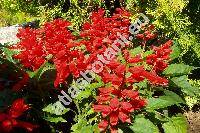 Salvia splendens Sello (Jungia splendens (Ker Gawl.) Sojk, Jungia splendens (Sell. ex Schult.) Sojk)