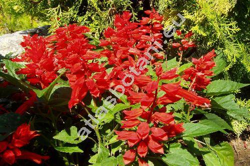 Salvia splendens Sello (Jungia splendens (Ker Gawl.) Sojk, Jungia splendens (Sell. ex Schult.) Sojk)