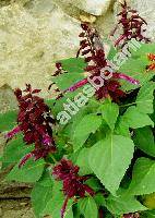 Salvia splendens Sello (Jungia splendens (Ker Gawl.) Sojk, Jungia splendens (Sell. ex Schult.) Sojk)