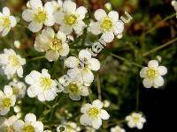 Saxifraga paniculata (Saxifraga paniculata Mill., Saxifraga aizoon Jacq.)