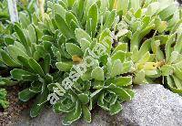 Saxifraga paniculata (Saxifraga paniculata Mill., Saxifraga aizoon Jacq.)