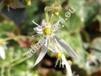 Saxifraga stolonifera Meerb. (Saxifraga sarmentosa L.)