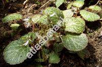 Saxifraga stolonifera Meerb. (Saxifraga sarmentosa L.)