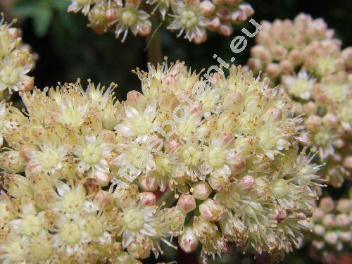 Hylotelephium maximum (Sedum maximum (L.) Hoffm.)