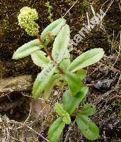 Hylotelephium maximum (Sedum maximum (L.) Hoffm.)