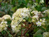 Hylotelephium maximum (Sedum maximum (L.) Hoffm.)