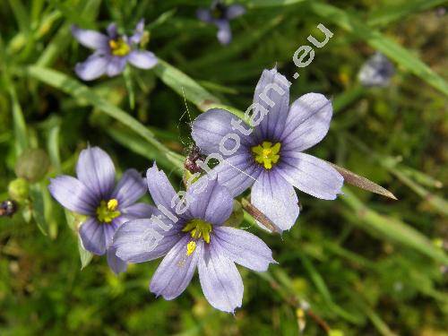 Sisyrinchium angustifolium (Sisyrinchium angustifolium Mill., Sisyrinchium montanum Greene, Sisyrinchium graminoides, Sisyrinchium bermudiana, Sisyrinchium anceps Cav.)