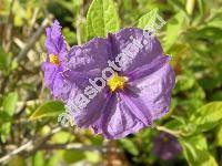 Solanum rantonnetii (Lycianthes rantonnetii, Solanum rantonnettii, Solanum rantonettii)