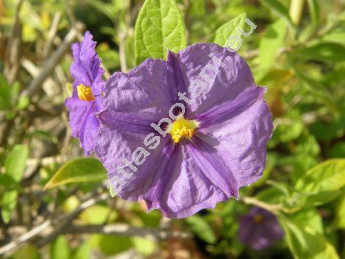 Solanum rantonnetii (Lycianthes rantonnetii, Solanum rantonnettii, Solanum rantonettii)