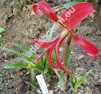 Sprekelia formosissima (L.) Herb.