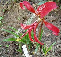 Sprekelia formosissima (L.) Herb.