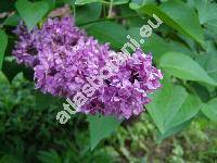 Syringa vulgaris L.