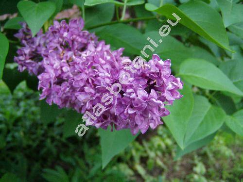 Syringa vulgaris L.