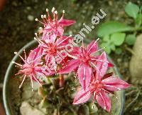 Graptopetalum bellum (Tacitus bellus Mor. et Meyr., Graptopetalum bellum (Mor.et Meyr.) Hunt)