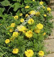 Tagetes erecta L.