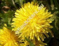 Taraxacum sect. Ruderalia (Taraxacum officinale Wigg., Taraxacum agg.)