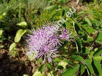 Thalictrum aquilegiifolium L. (Thalictrum atropurpureum Jacq., Ruprechtia aquilegifolia (L.) Opiz, Tripterium pauciflorum (Schur) Schur, Leucocoma aquilegiifolia (L.) Nieuw.)