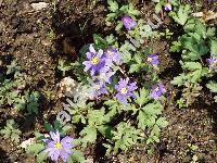 Anemone blanda (Anemone blanda (Schott et Kotschy) Holub)