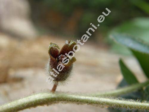 Asarum europaeum L.