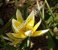 Tulipa tarda (Tulipa tarda Stapf, Tulipa dasystemon)