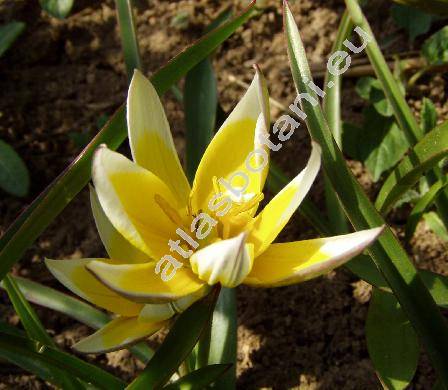 Tulipa tarda (Tulipa tarda Stapf, Tulipa dasystemon)