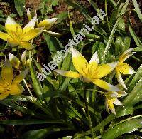 Tulipa tarda (Tulipa tarda Stapf, Tulipa dasystemon)