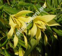 Uvularia grandiflora (Uvularia grandiflora Sm.)