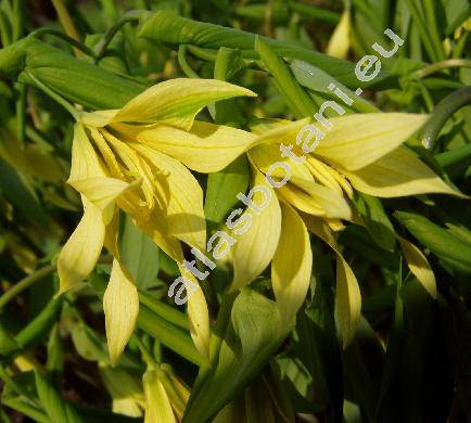 Uvularia grandiflora (Uvularia grandiflora Sm.)