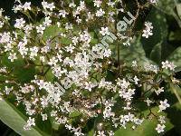 Valeriana officinalis L.