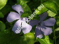 Vinca minor L.