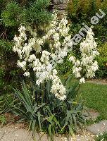 Yucca filamentosa L. (Yucca smalliana Fern.)