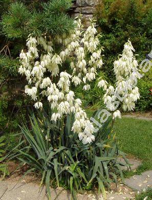 Yucca filamentosa L. (Yucca smalliana Fern.)