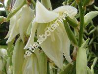Yucca filamentosa L. (Yucca smalliana Fern.)