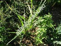 Cymbopogon citratus (Cymbopogon citratus L., Cymbopogon citronella)