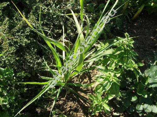 Cymbopogon citratus (Cymbopogon citratus L., Cymbopogon citronella)