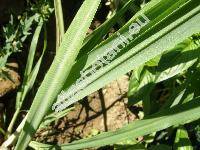 Cymbopogon citratus (Cymbopogon citratus L., Cymbopogon citronella)