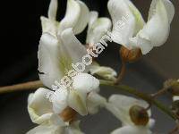 Robinia pseudoacacia L. (Robinia acacia L.)