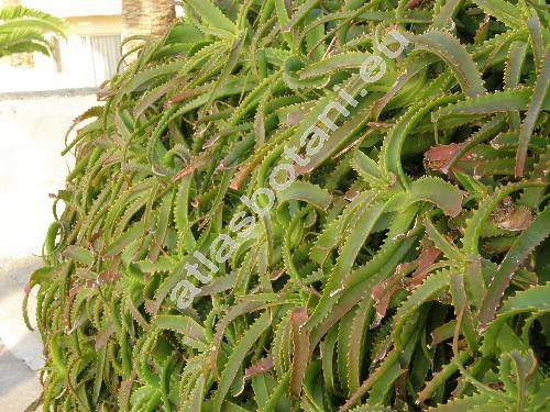 Aloe arborescens (Aloe arborescens Mill., Aloe fruticosa Lam.)