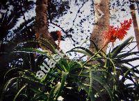 Aloe arborescens (Aloe arborescens Mill., Aloe fruticosa Lam.)