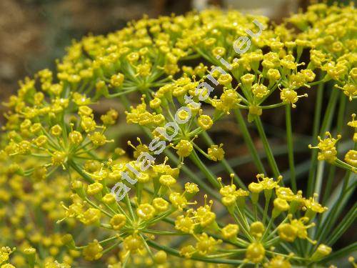 Anethum graveolens L.