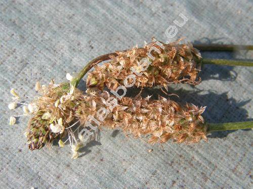 Plantago lanceolata L.