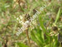 Plantago lanceolata L.