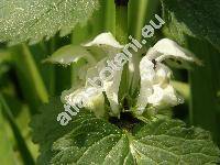 Lamium album L.