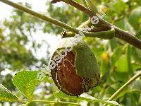 Juglans regia L.