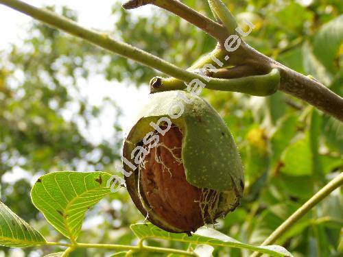 Juglans regia L.