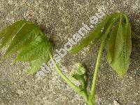 Juglans regia L.